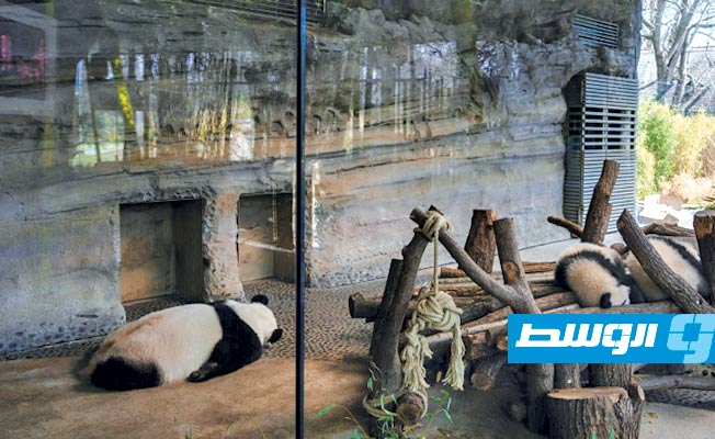 حديقة حيوان كندية تعيد دببة الباندا للصين بسبب كورونا