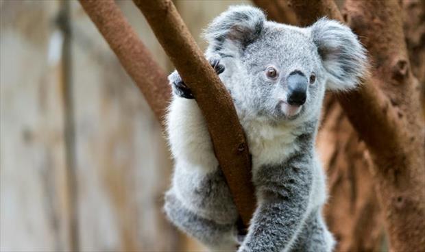 نفوق مئات من حيوانات الكوالا في حريق حرجي بأستراليا