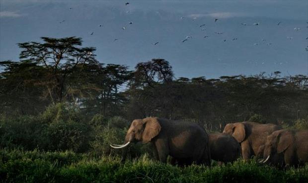 في سابقة عالمية.. تحضيرات لنقل قطيع أفيال من بريطانيا إلى كينيا