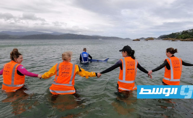 متطوعون يتدربون على إنقاذ الحيتان في نيوزيلندا