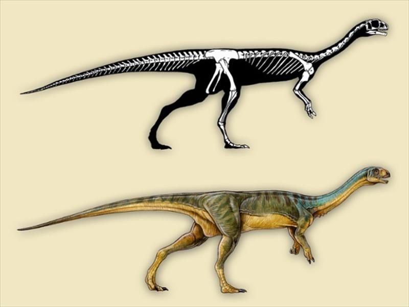 اكتشاف حفريات ديناصور نادر