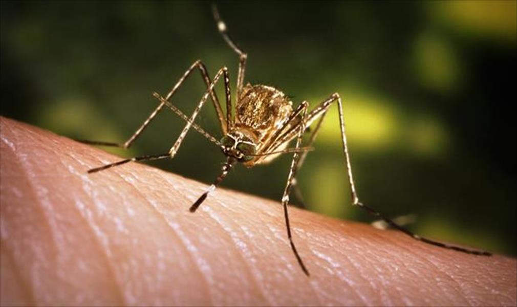 مقاومة الملاريا تبدأ من القضاء على البعوض