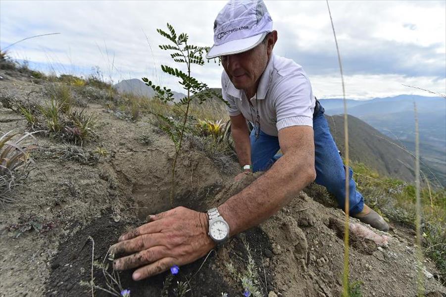 الإكوادور تغرس أكثر من 600 ألف شجرة في يوم 
