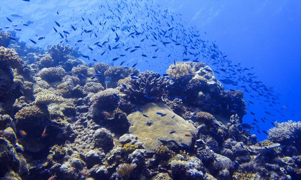 أستراليا تضاعف منطقة الحيد المرجاني العظيم