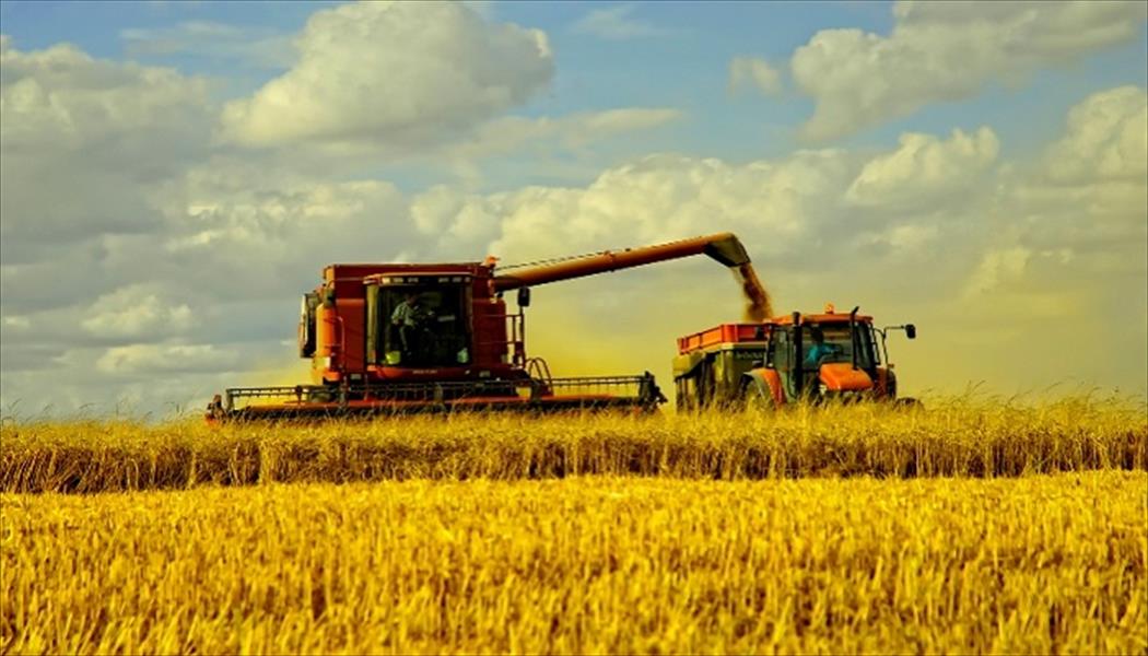 سورية تتوقع محصولاً وفيرًا من القمح وتواجه تحديات الحصاد