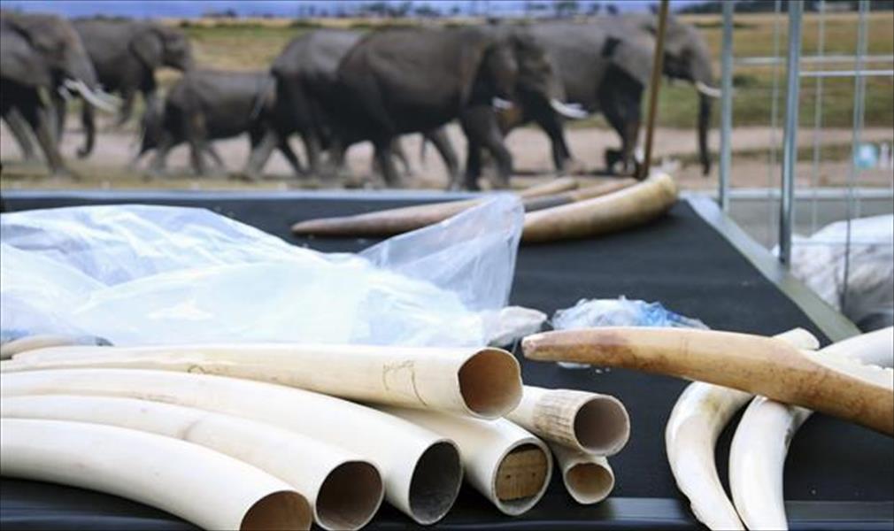 تهريب العاج يقضي على نصف أفيال موزمبيق