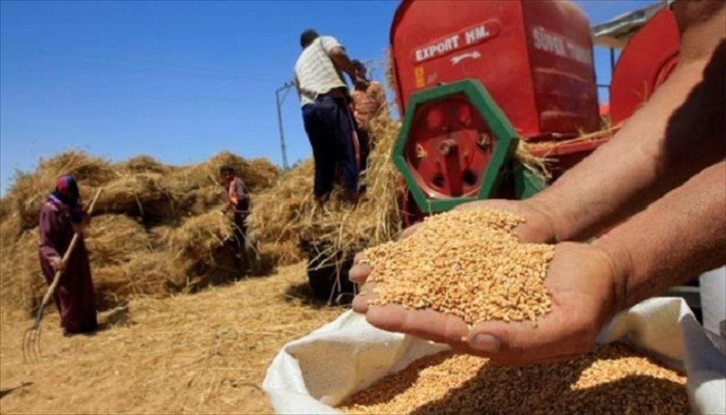 مصر تشتري 5 ملايين طن من القمح المحلي