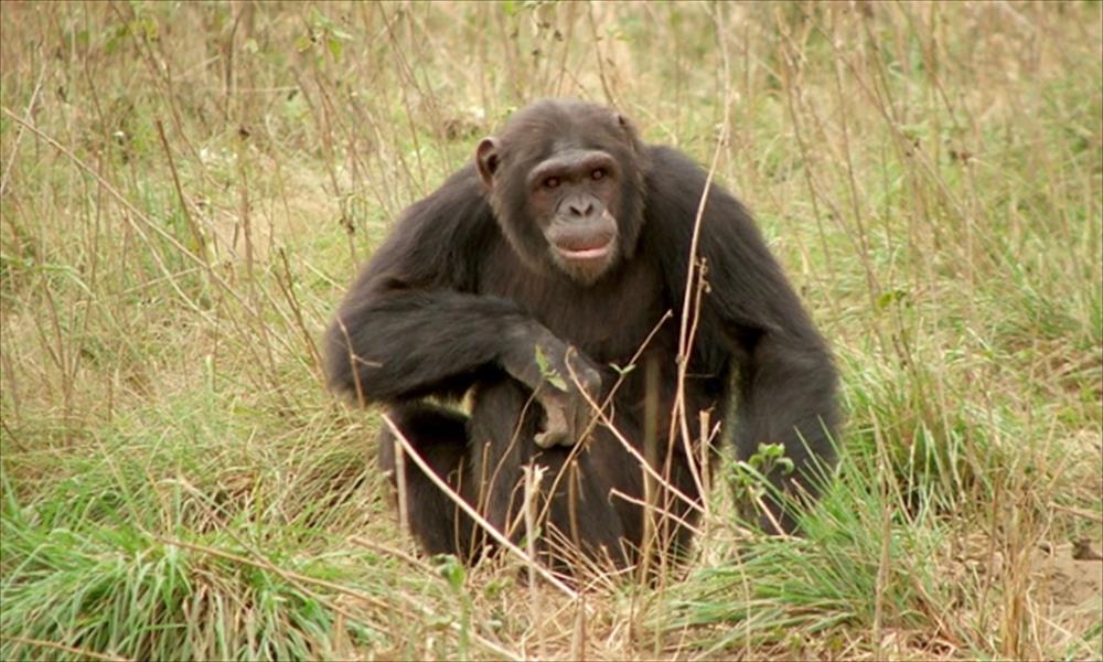علماء يكتشفون حقيقة مذهلة عن الشمبانزي