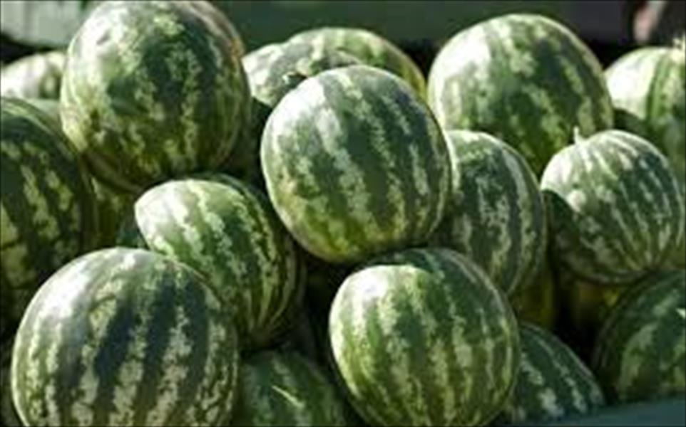 إنتاج وفير لموسم البطيخ «الدلاع» بمنطقة القرضابية شرق سرت