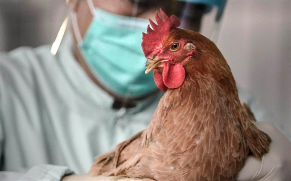 ظهور أنفلونزا الطيور في ولاية ميتشغن بأميركا