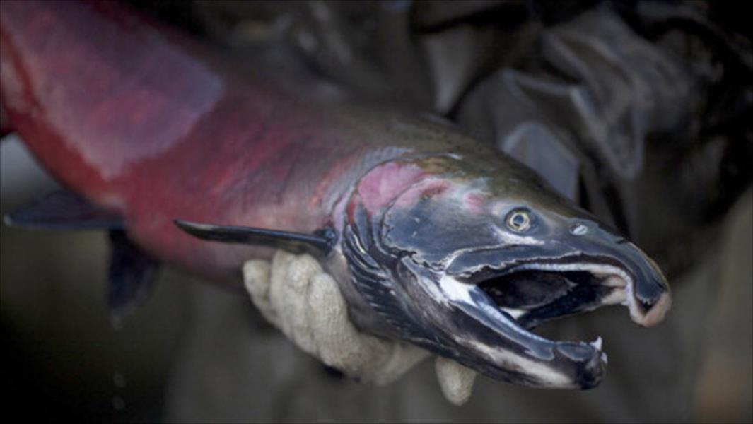حرارة أنهار أوريغون تقتل أسماك السالمون