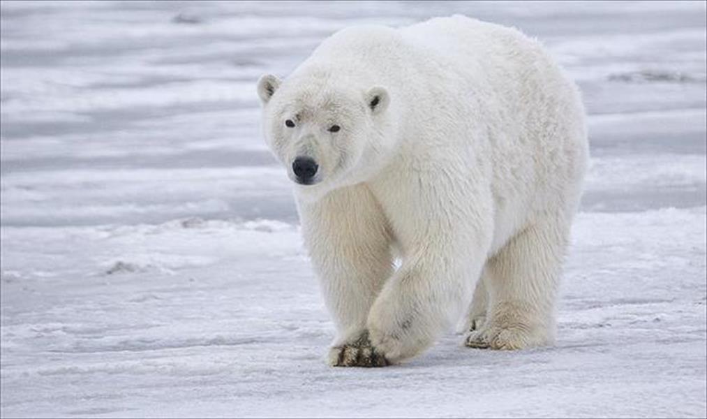 ذوبان الجليد يهدد الدب القطبي بالانقراض