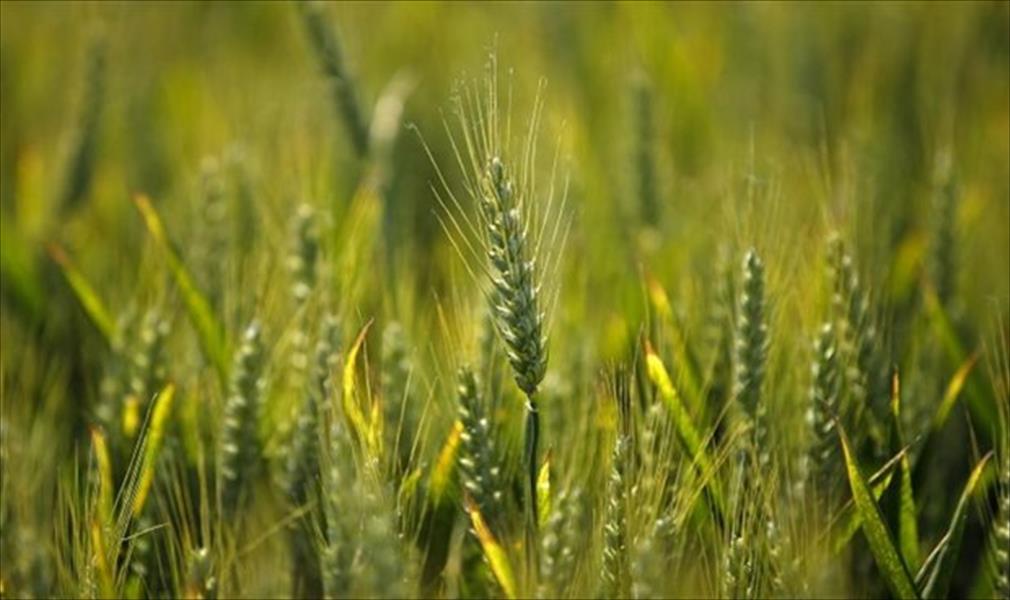 مصر تشتري 180 ألف طن من القمح الروسي والأوكراني