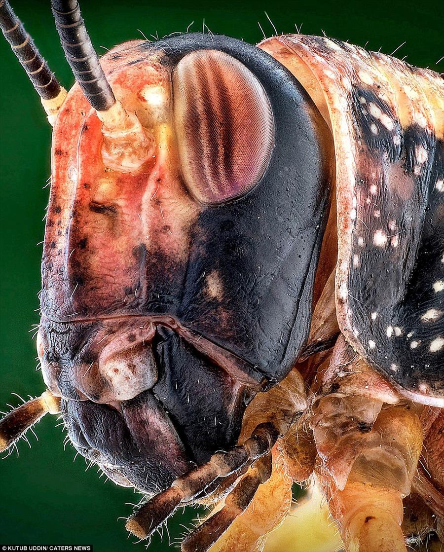 بالصور: الحشرات تتحول إلى وحوش