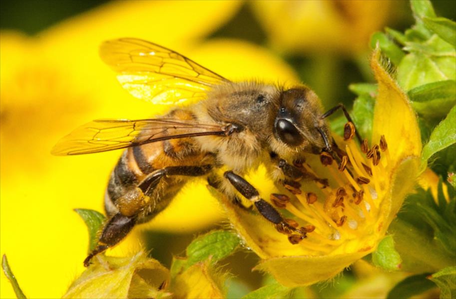 النحل ينتج لقاحًا طبيعيًّا لعلاج صغاره