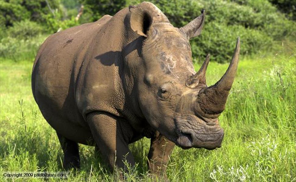 استنتساخ الكيراتين لإنقاذ وحيد القرن من الانقراض