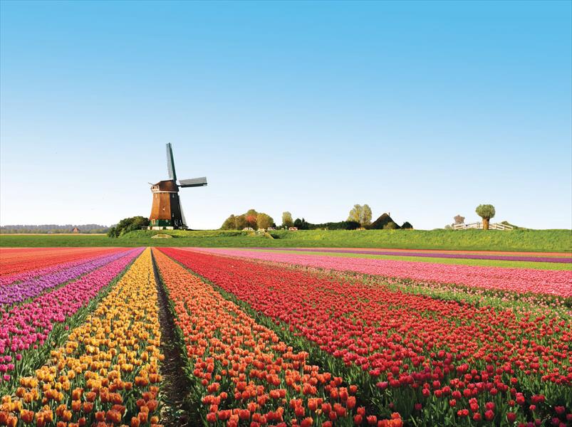روسيا تشعل «حرب الزهور» مع هولندا