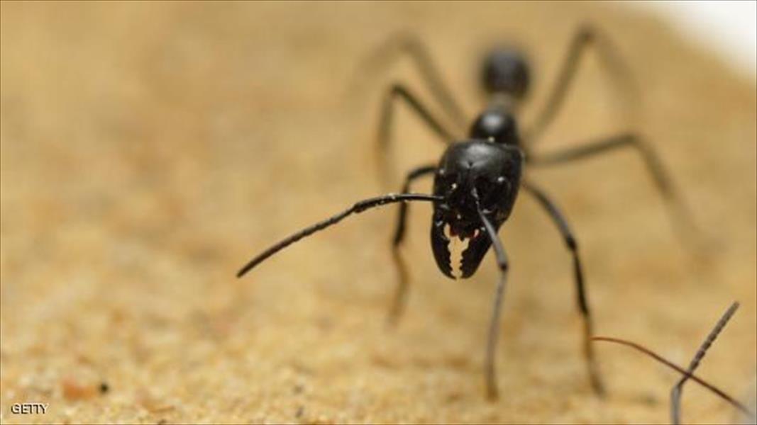النمل يعالج نفسه بمادة سامة