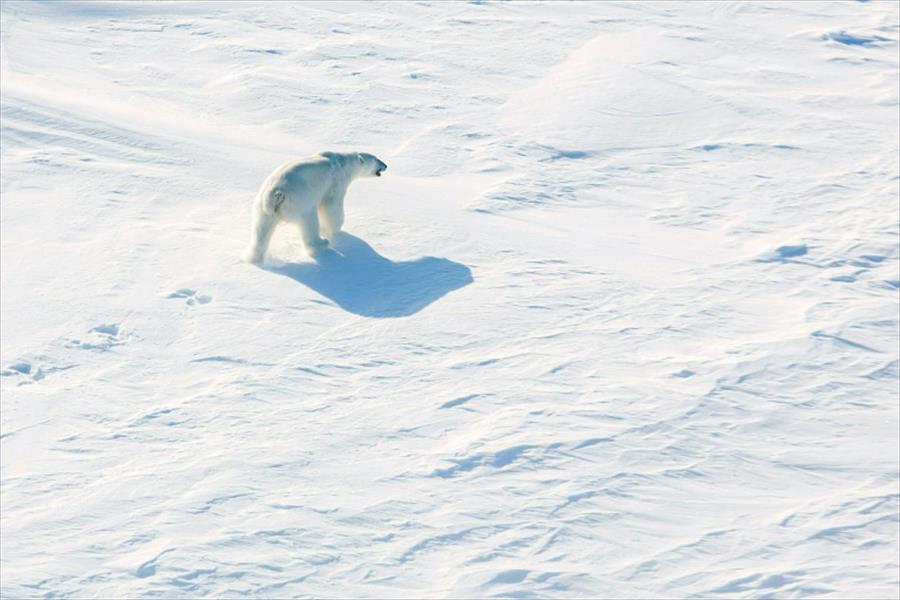 العالم يشهد ظاهرة القطب الشمالي الدافئ