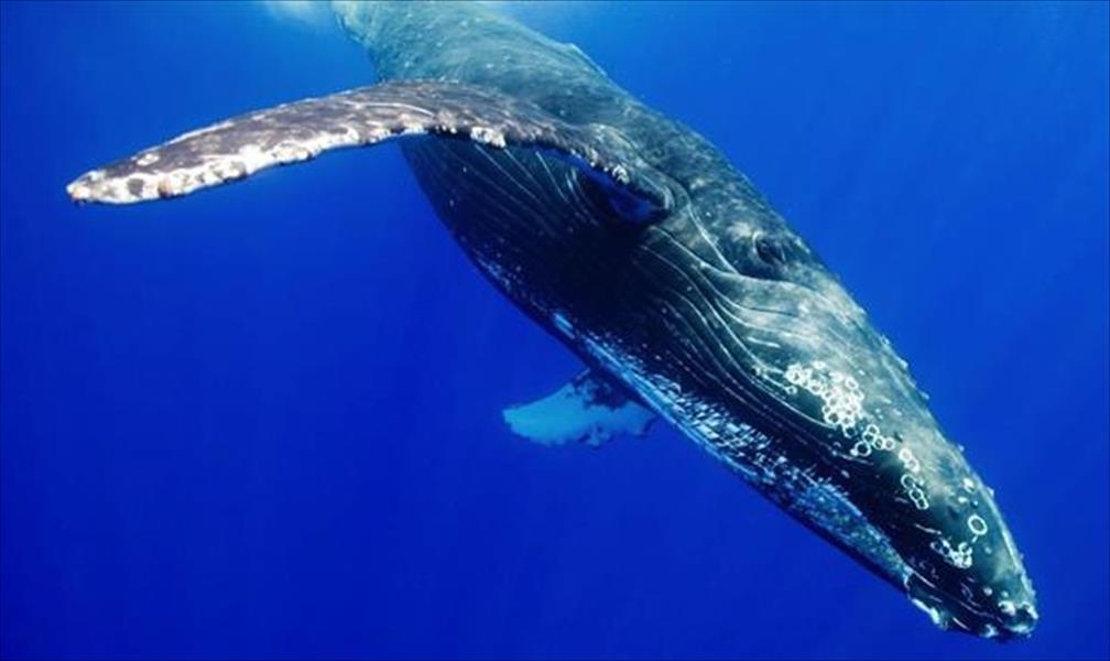الحيتان استخدمت السونار قبل عشرات الملايين من السنين