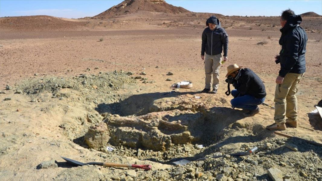 العثور على هيكل عظمي لتمساح ضخم في صحراء تونس