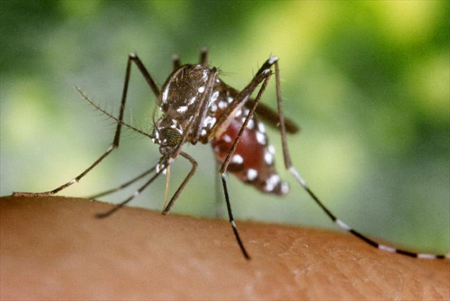 هل تفوز الصحة العالمية في الحرب مع البعوض؟