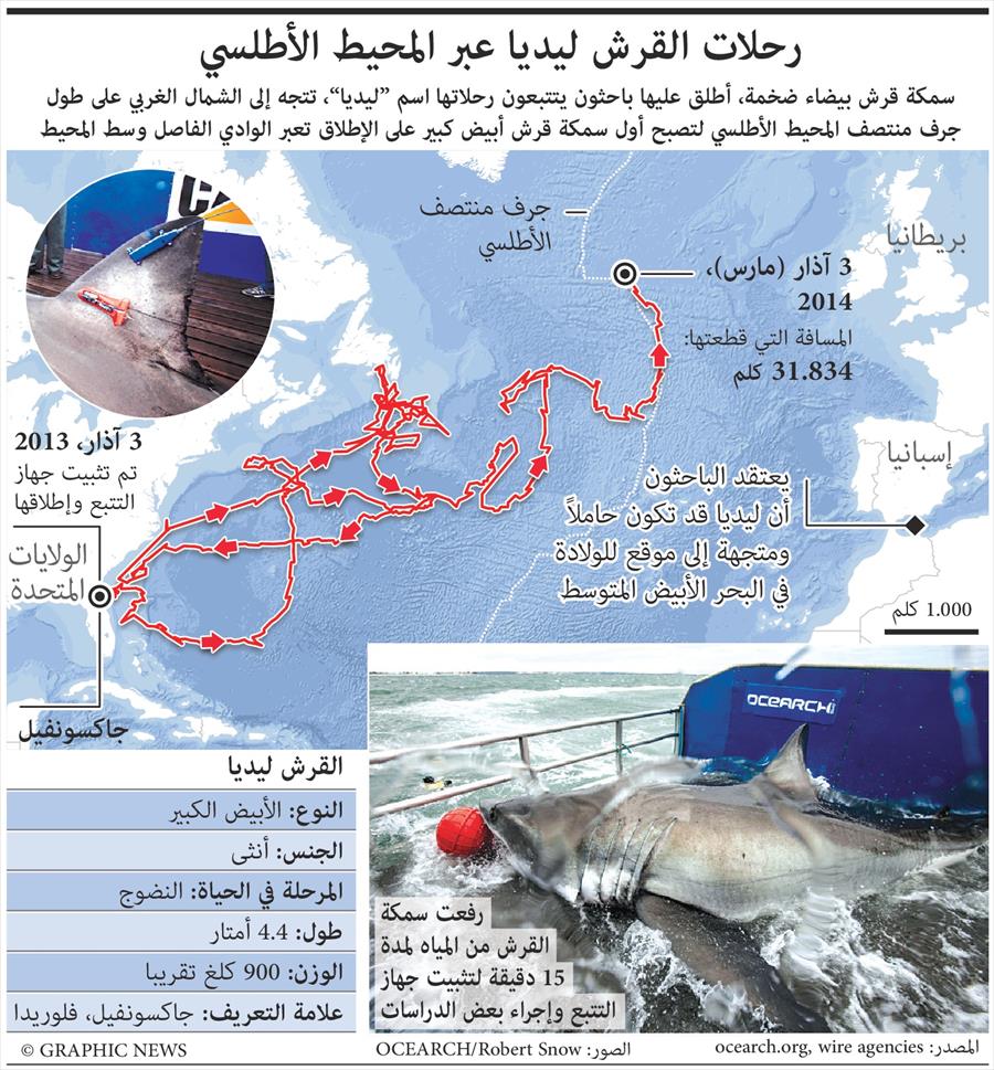 إنفوغرافيك: رحلات القرش ليديا عبر المحيط الأطلسي