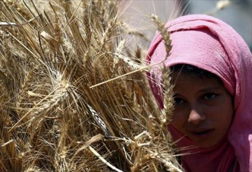 وزير مصري: 91% من مزارعي القمح في مصر سيحصلون على دعم نقدي