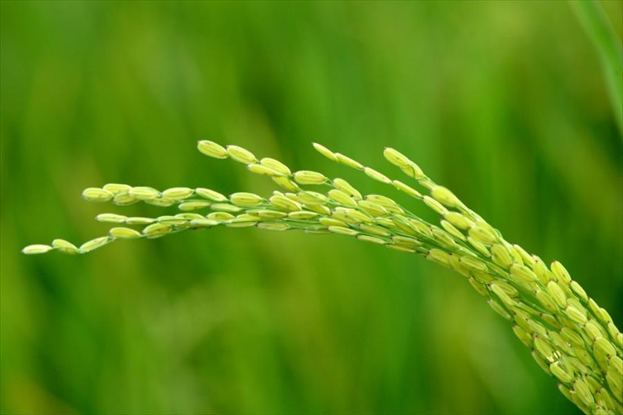 جينات الأرز تطلق ثورة علمية وغذائية