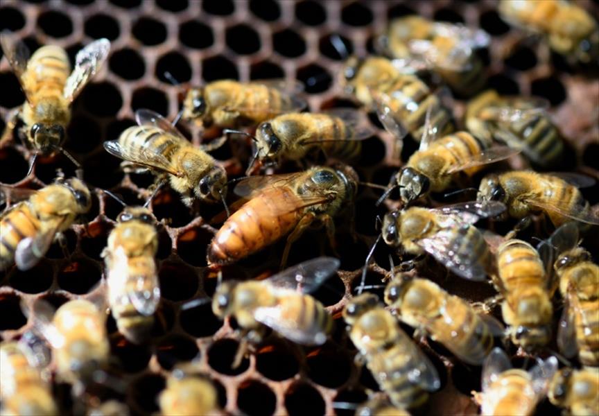 تراجع أعداد النحل يهدد المحاصيل الزراعية