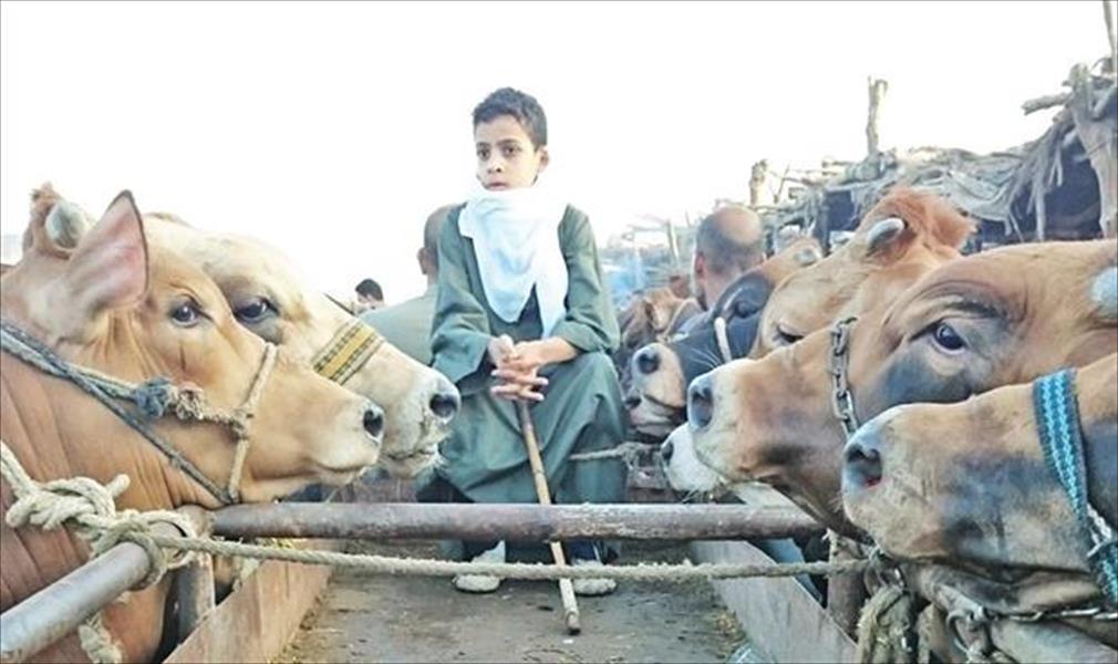 «الزراعة المصرية» تحذر مربي الحيونات من ماشية ليبية مُهربة
