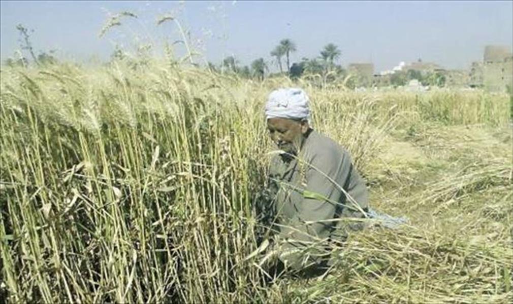 مصر: احتياطي القمح يكفي حتى الأسبوع الأول من يوليو