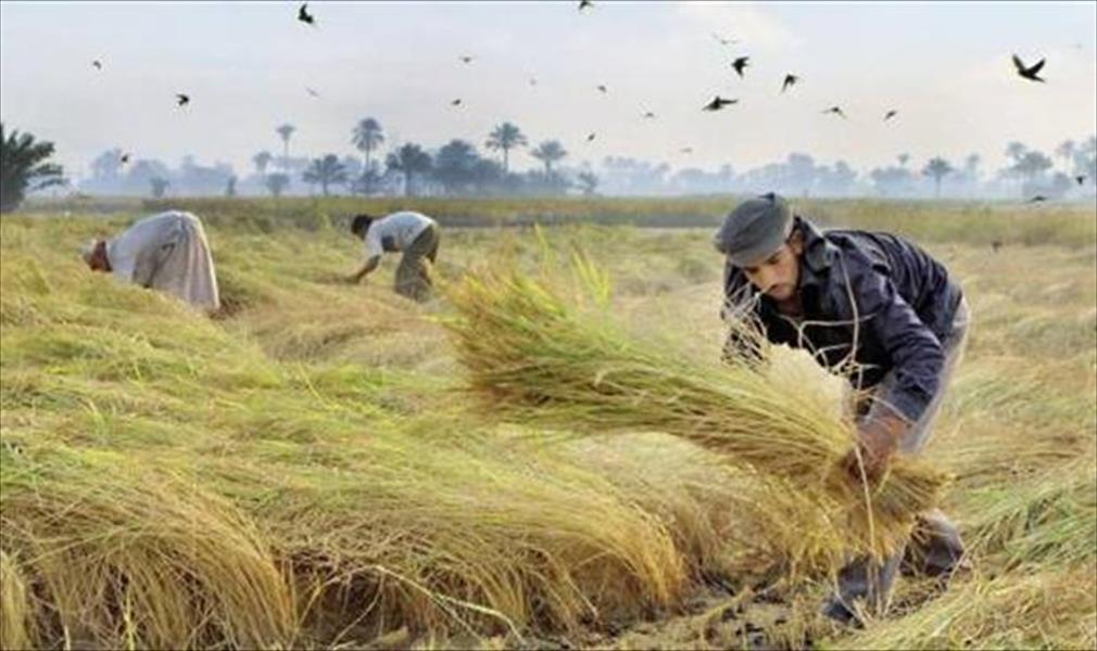 حظر تصدير الأرز المصري اعتبارًا من 4 أبريل المقبل