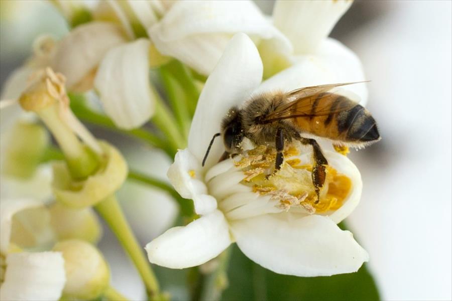 علاج جديد للدغات النحل