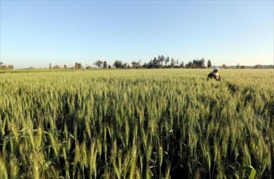 مصر تشتري 57 ألف طن من القمح المحلي