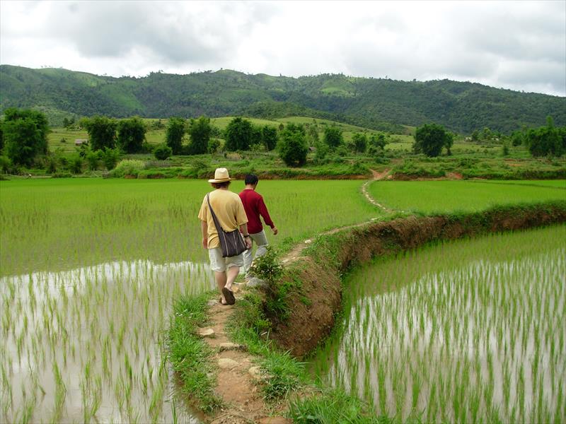 الجفاف يستنزف «الأرز التايلاندي» (تقرير)