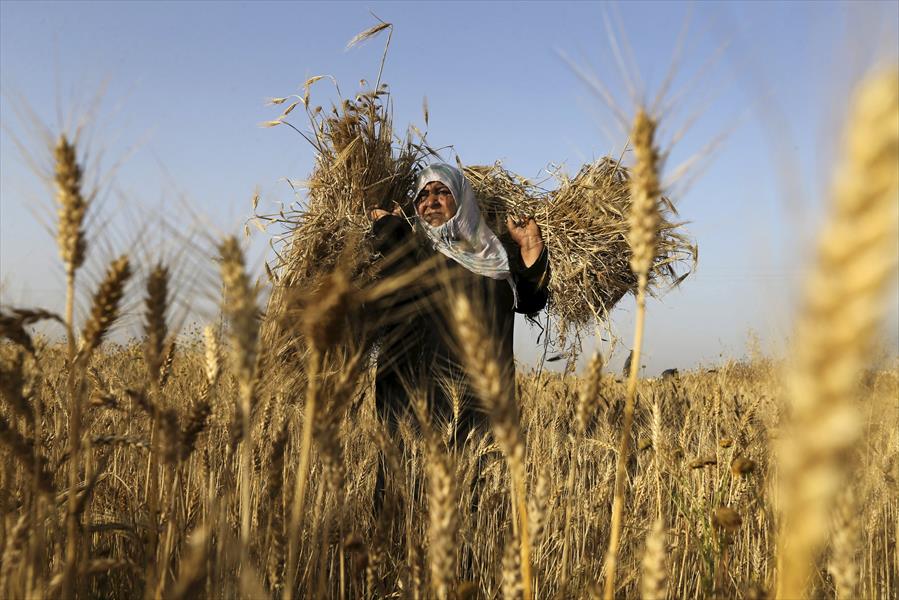 الحكومة المصرية تشتري 1.2 مليون طن من القمح المحلي