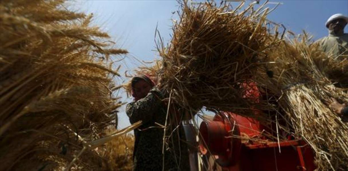 رئيس الوزراء المصري يوفر مليار جنيه لشراء القمح المحلي