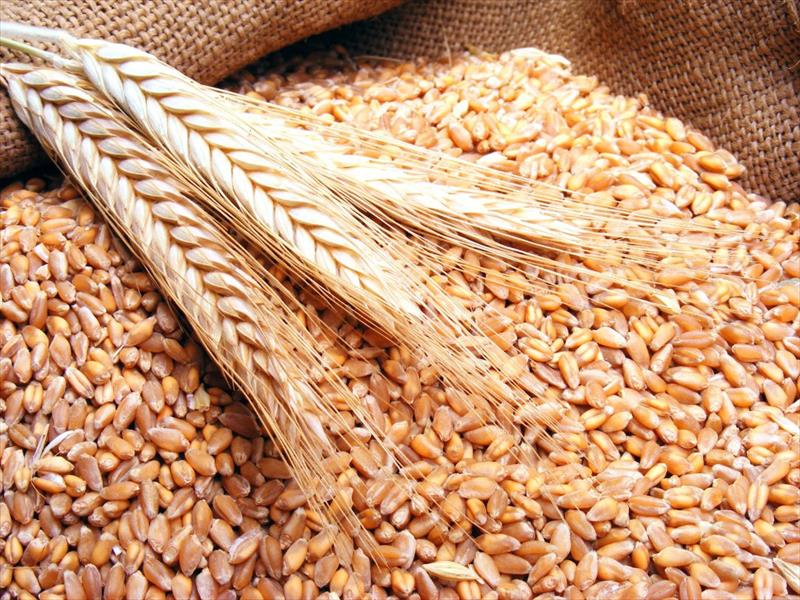 مصر تشتري 180 ألف طن من القمح الروسي
