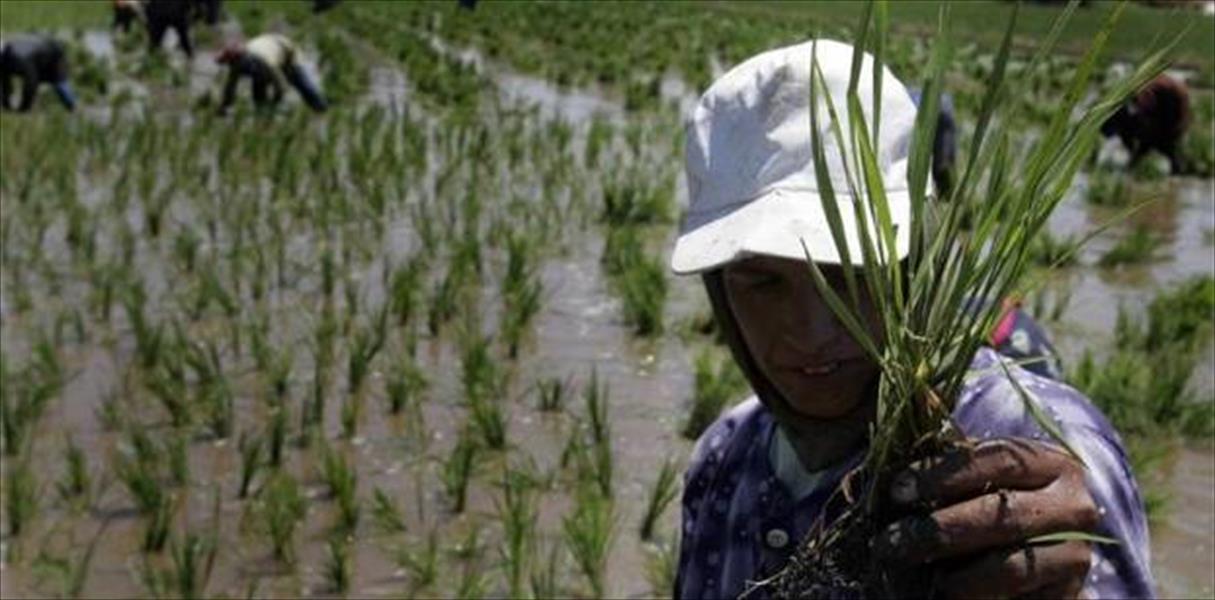 مصر تتعاقد على شراء 20 ألف طن من الأرز المحلي
