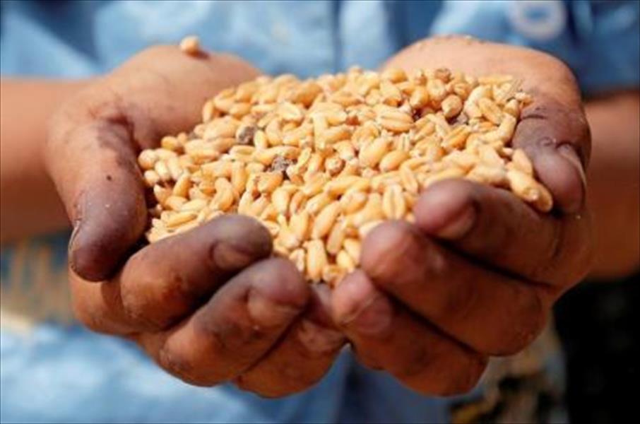 مصر تشتري 4.076 مليون طن من القمح المحلي