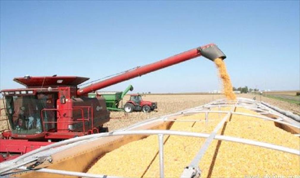 مصر تتلقى عروضًا من 7 موردين في مناقصة لشراء القمح