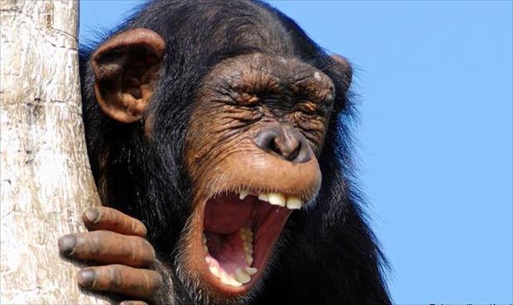 التثاؤب هو وسيلة الشمبانزي للتعبير عن المشاعر