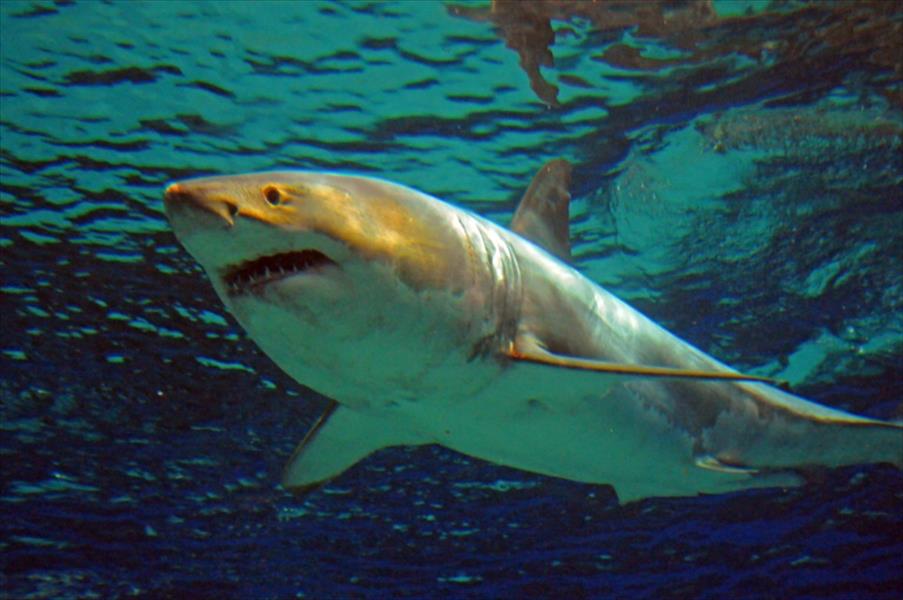 أستراليا تخشى هجمات أسماك القرش
