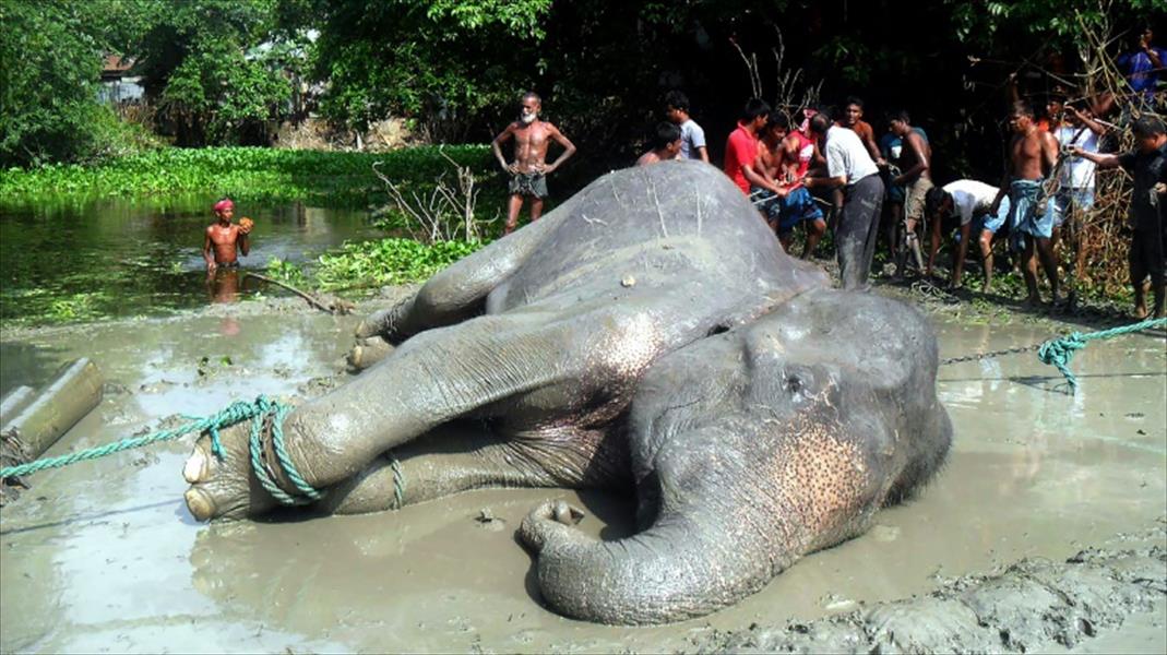 نفوق فيل في بنغلادش سار 1700 كيلومتر