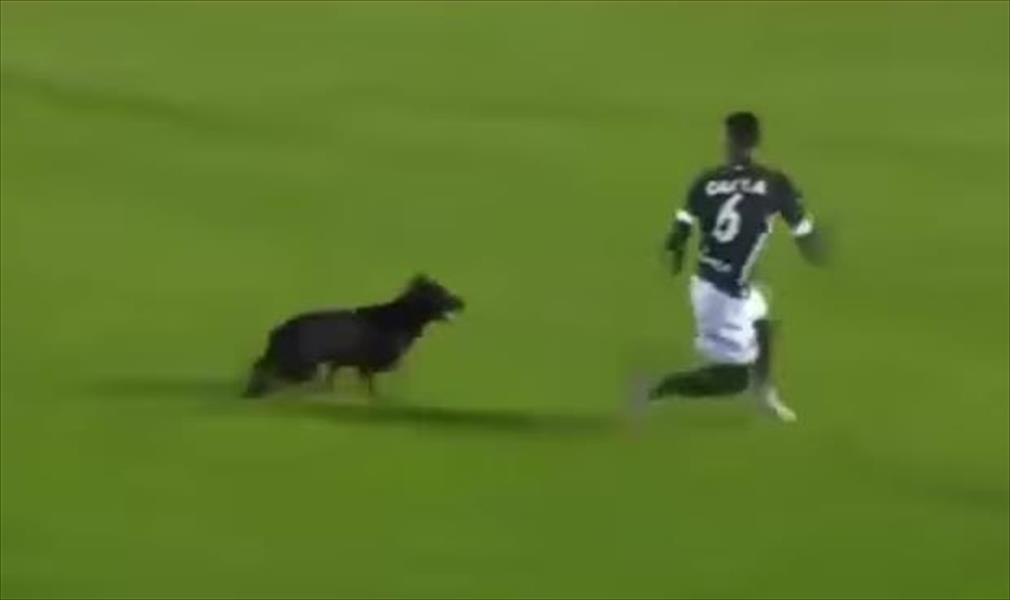 بالفيديو: كلب يفسد فرحة فريق برازيلي بالتعادل