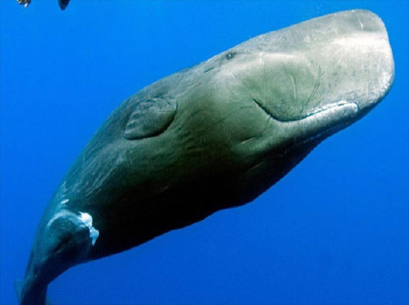 حوت كوفييه.. أول حيوان ثديي بحري يغوص لعمق ثلاثة آلاف متر