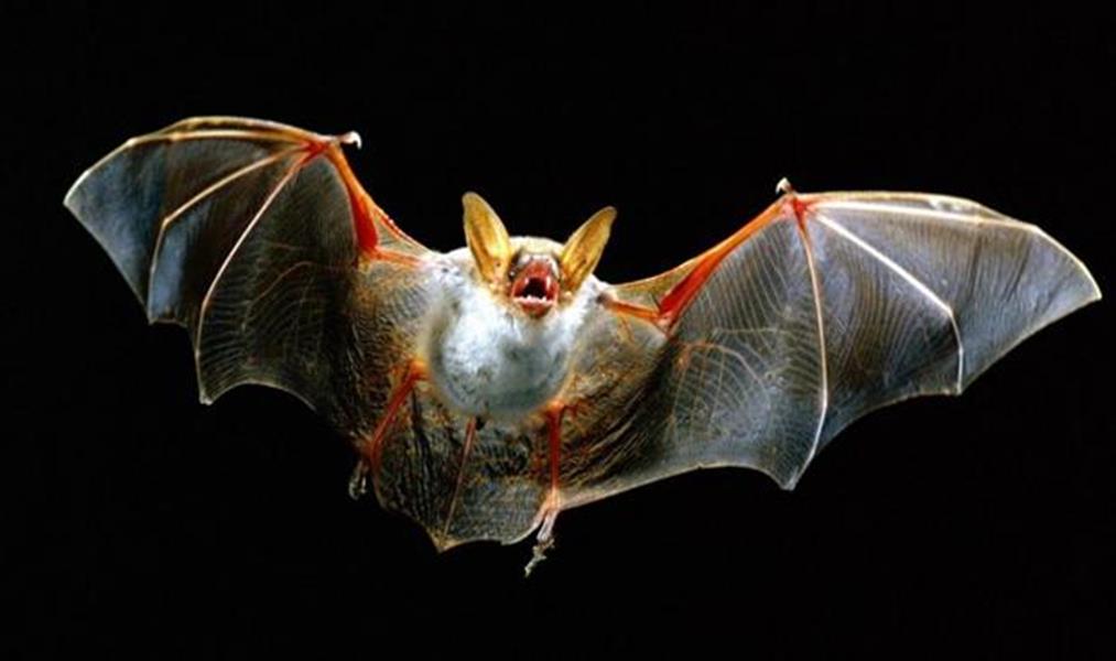 الخفافيش تستخدم لغة تهديدية في عراكها على الفرائس