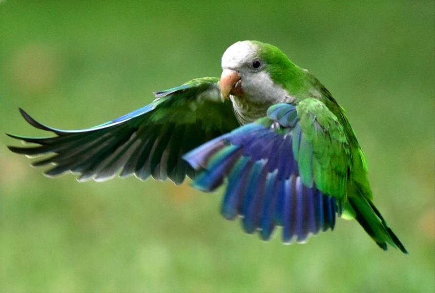 طيور مدريد تشكو احتلال «الراهب» الأرجنتيني