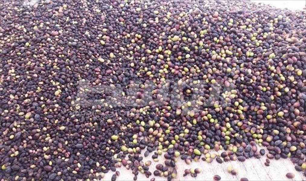 بدء موسم جني ثمار الزيتون في وادي بني وليد